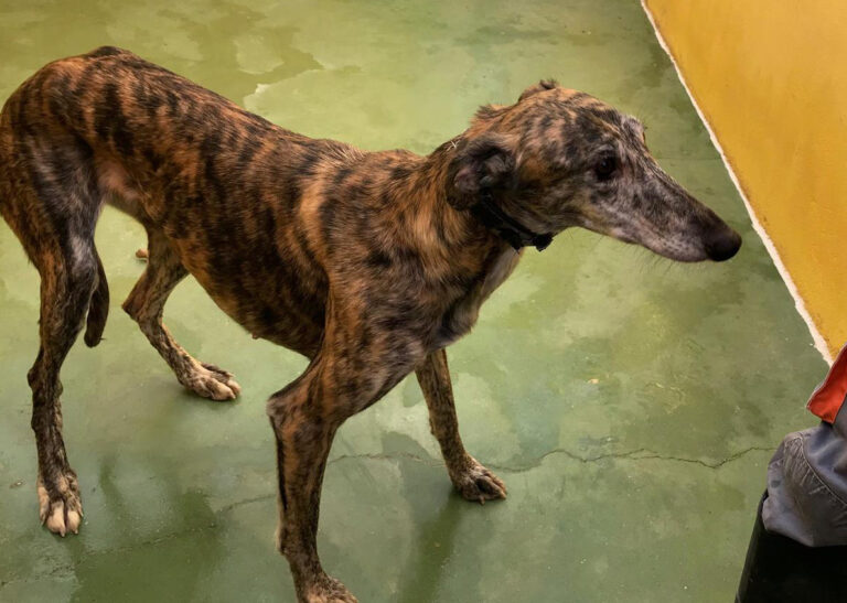 multimedia-foto72372-340-1