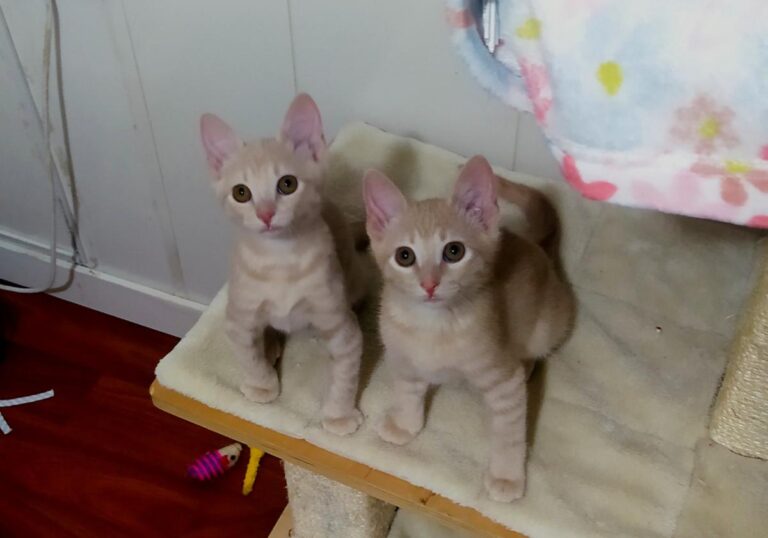 multimedia-foto72429-488-1