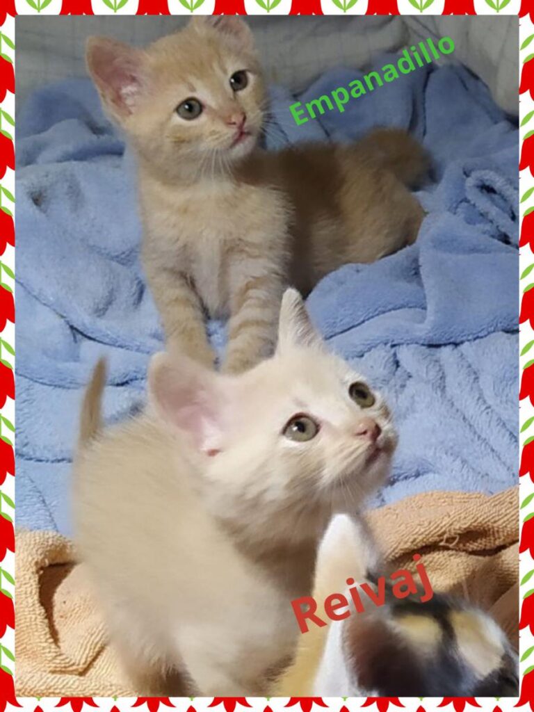 multimedia-foto72431-489-1