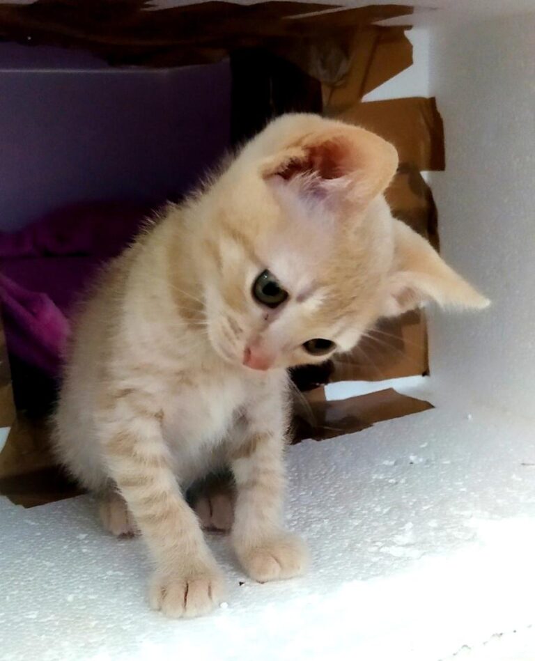 multimedia-foto72432-489-1