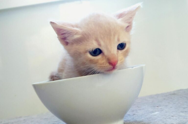 multimedia-foto72433-489-1