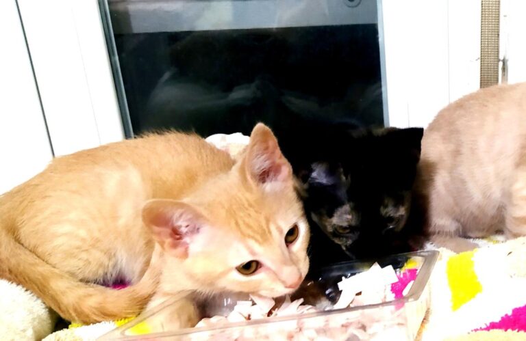 multimedia-foto72435-489-1