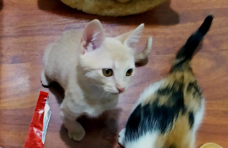 multimedia-foto72436-490-1