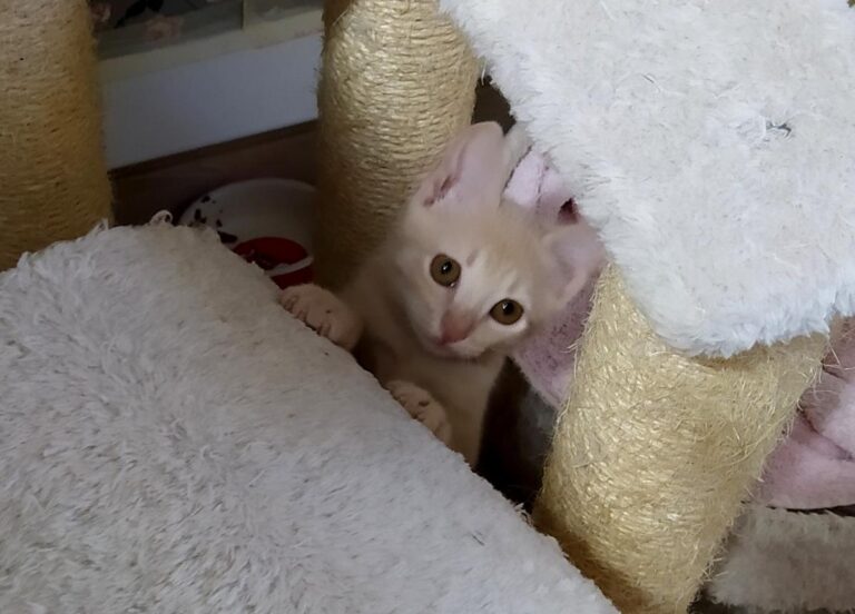 multimedia-foto72437-490-1