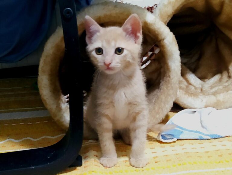 multimedia-foto72438-490-1