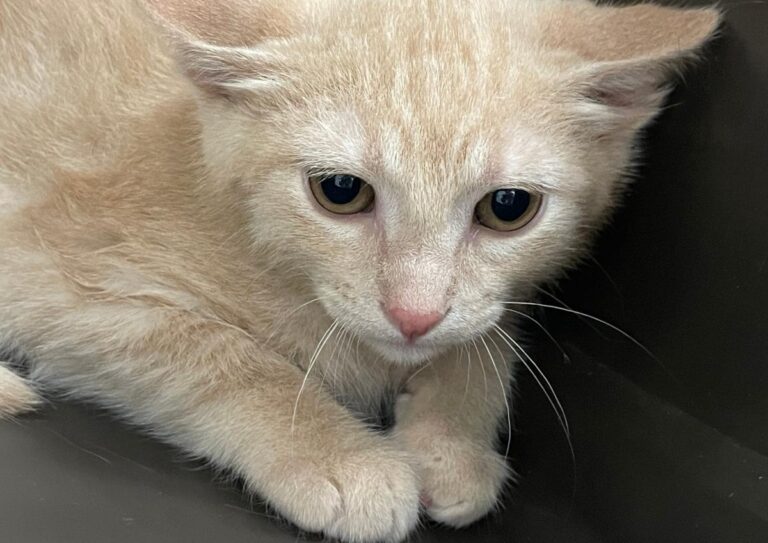 multimedia-foto72440-490-1