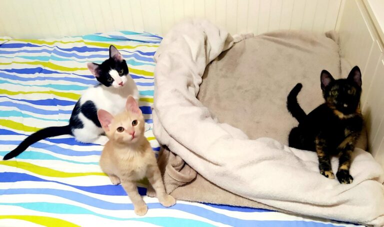 multimedia-foto72441-530-1