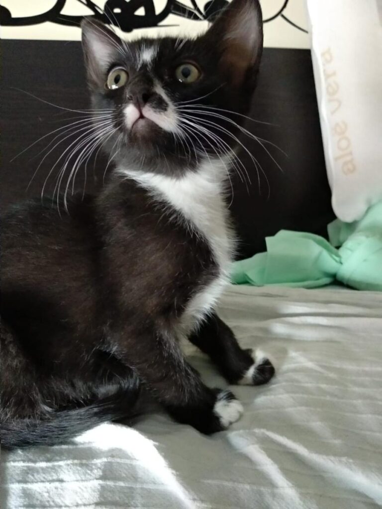 multimedia-foto72445-492-1