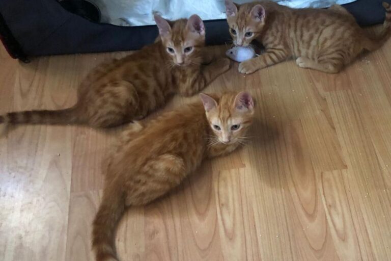 multimedia-foto72453-411-1