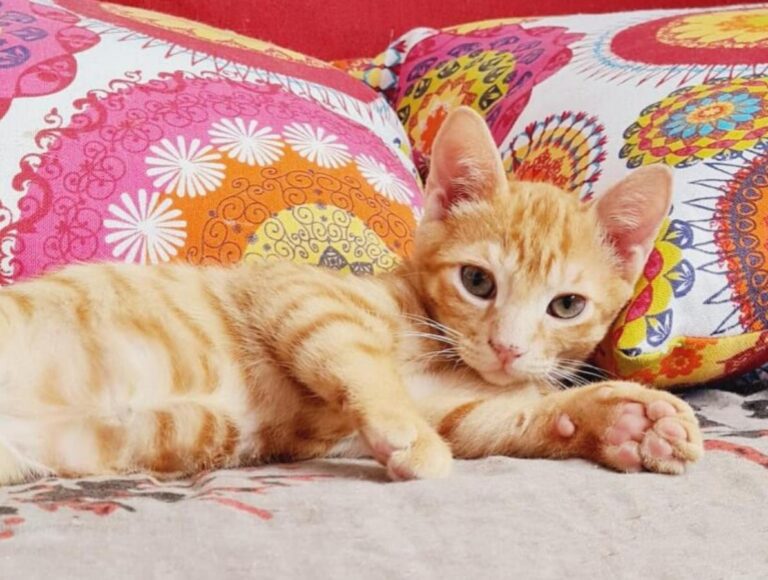 multimedia-foto72454-411-1