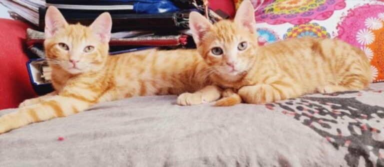 multimedia-foto72455-411-1