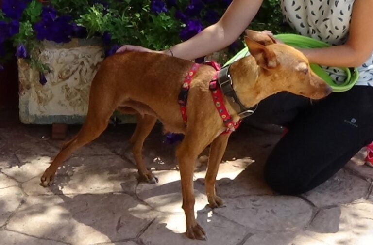 multimedia-foto72478-40-1