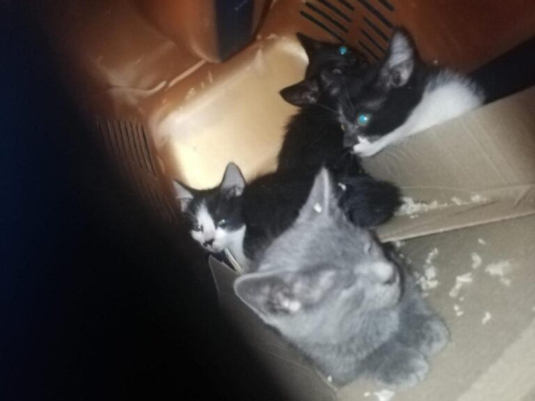 multimedia-foto72483-143-1