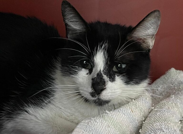 multimedia-foto72484-218-1