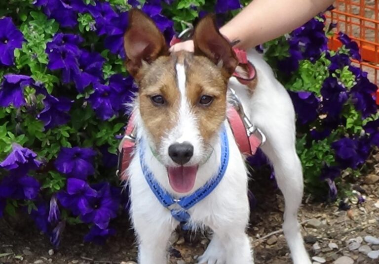 multimedia-foto72513-247-1