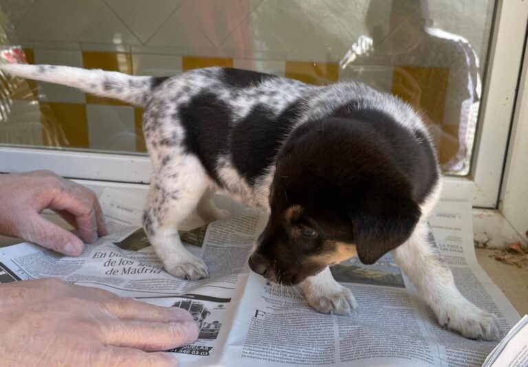 multimedia-foto72550-935-1