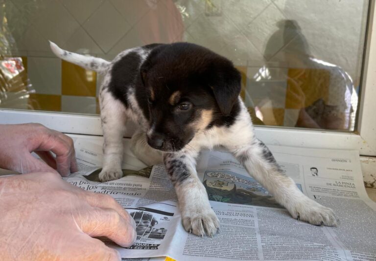 multimedia-foto72551-935-1