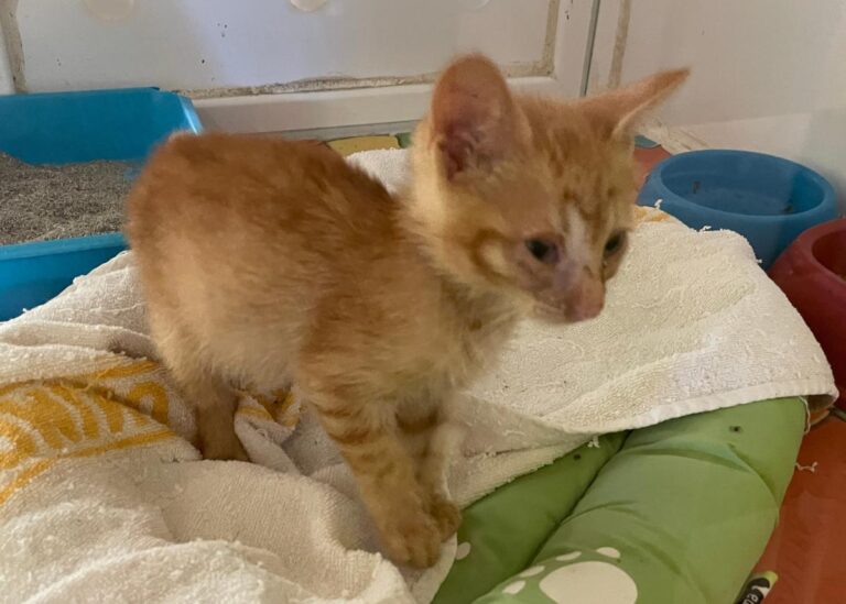 multimedia-foto72588-106-1