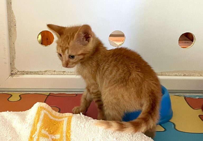 multimedia-foto72589-106-1