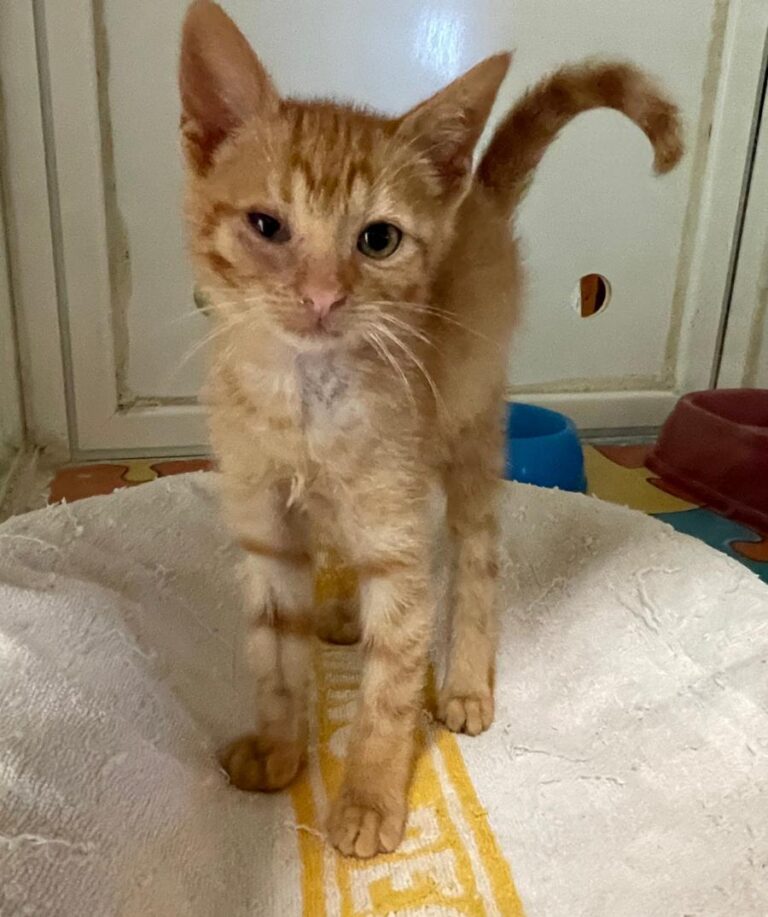 multimedia-foto72590-106-1