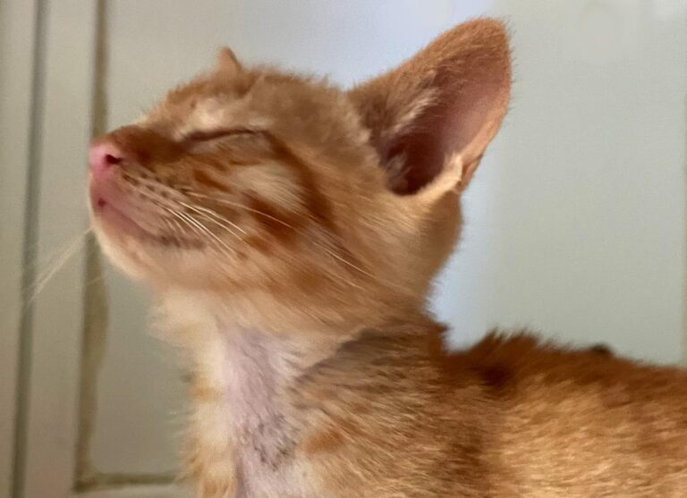 multimedia-foto72591-106-1