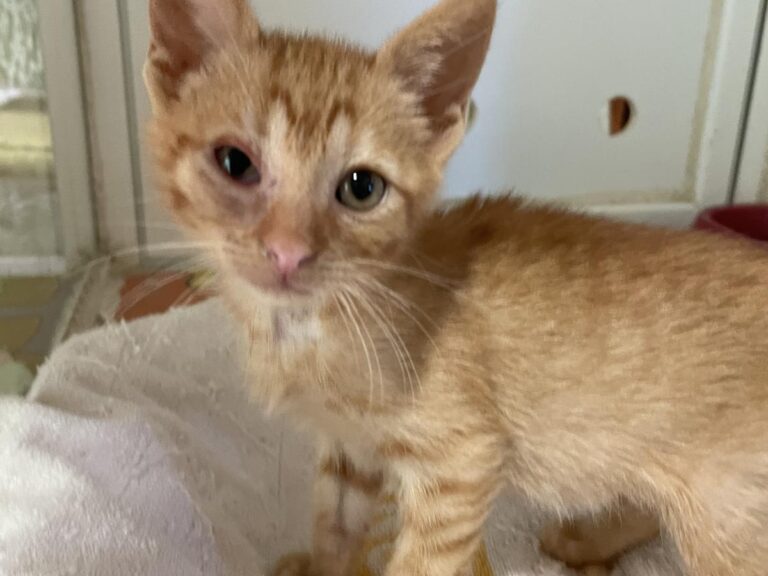 multimedia-foto72592-106-1