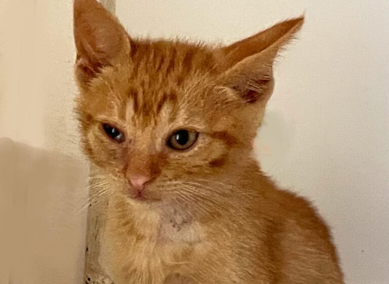 multimedia-foto72594-107-1