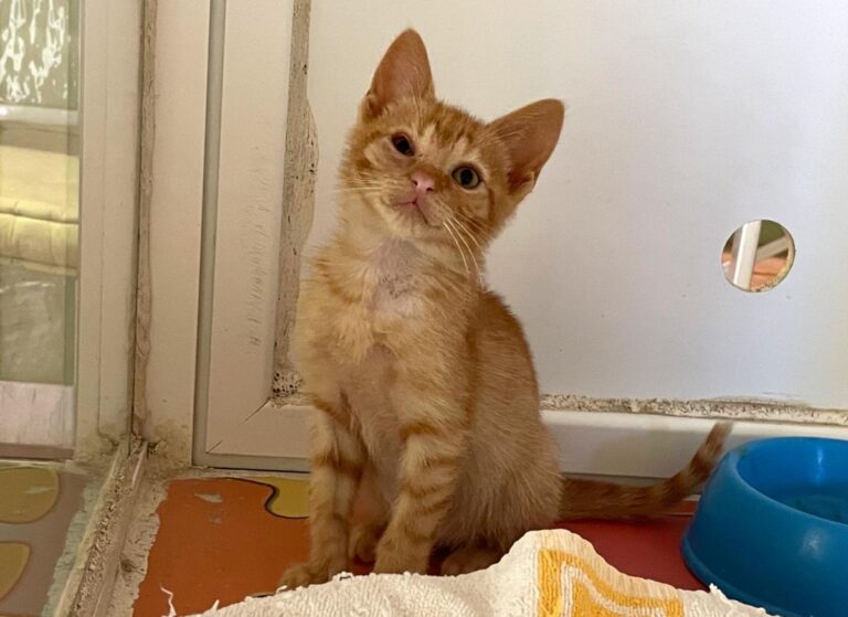 multimedia-foto72595-107-1