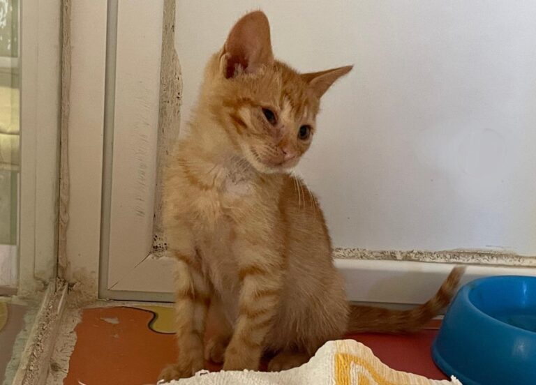 multimedia-foto72596-107-1