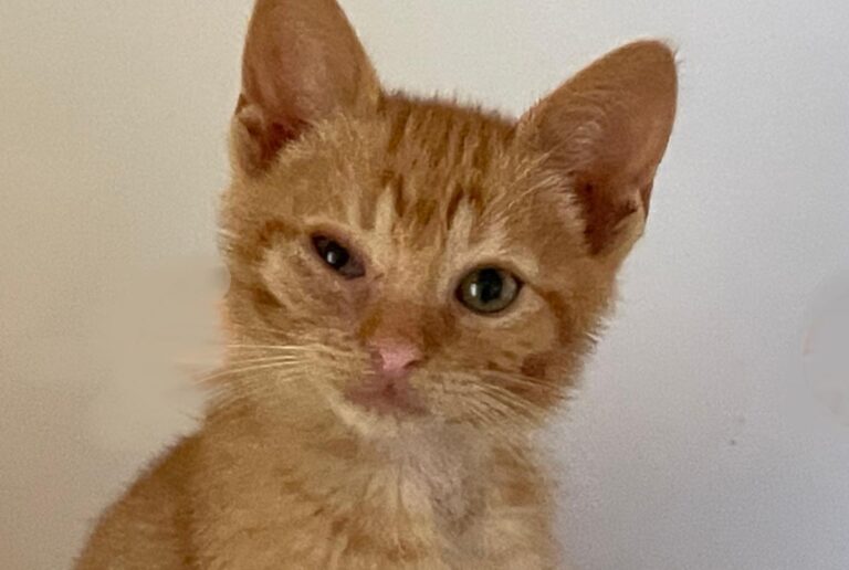 multimedia-foto72597-107-1