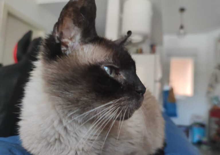 multimedia-foto72602-612-1