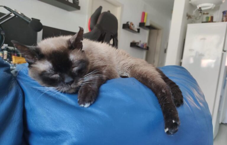 multimedia-foto72603-612-1