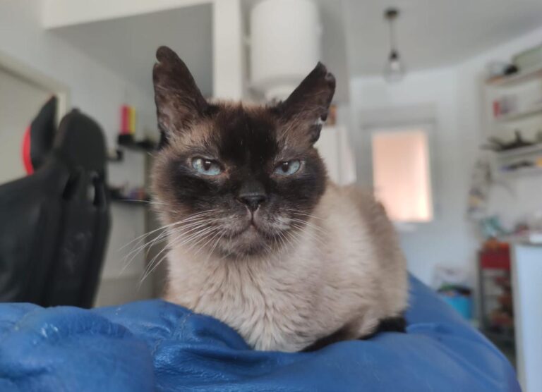 multimedia-foto72605-612-1