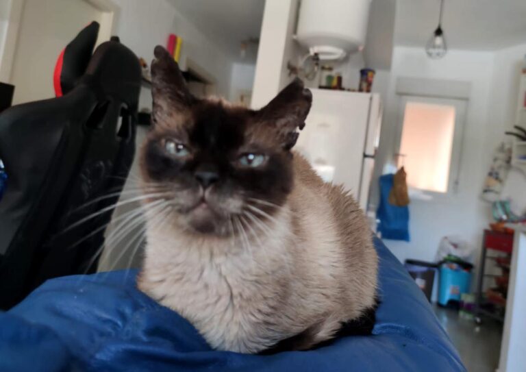 multimedia-foto72606-613-1