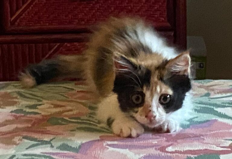 multimedia-foto72617-720-1