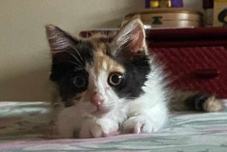 multimedia-foto72618-720-1