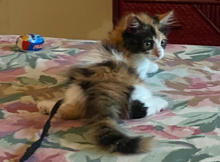 multimedia-foto72619-721-1