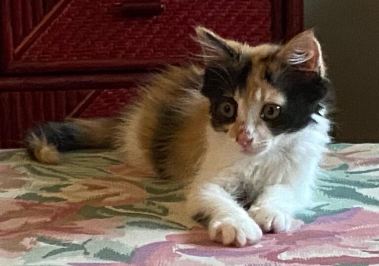 multimedia-foto72620-721-1