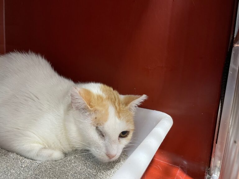 multimedia-foto72649-164-1