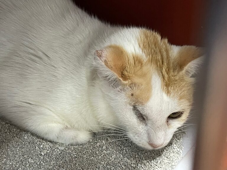 multimedia-foto72650-164-1