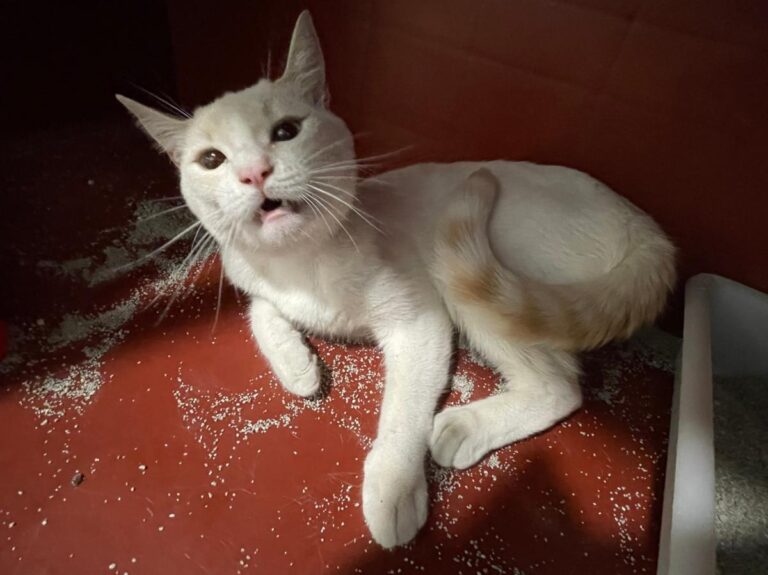 multimedia-foto72663-929-1