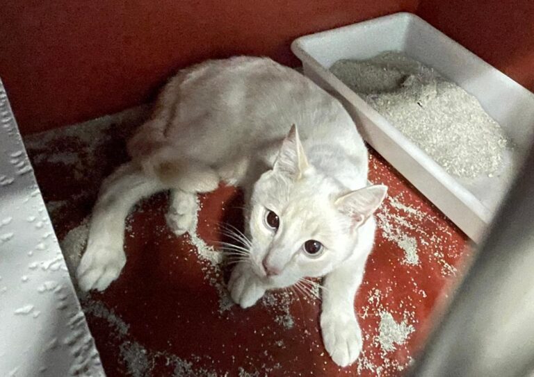 multimedia-foto72664-930-1