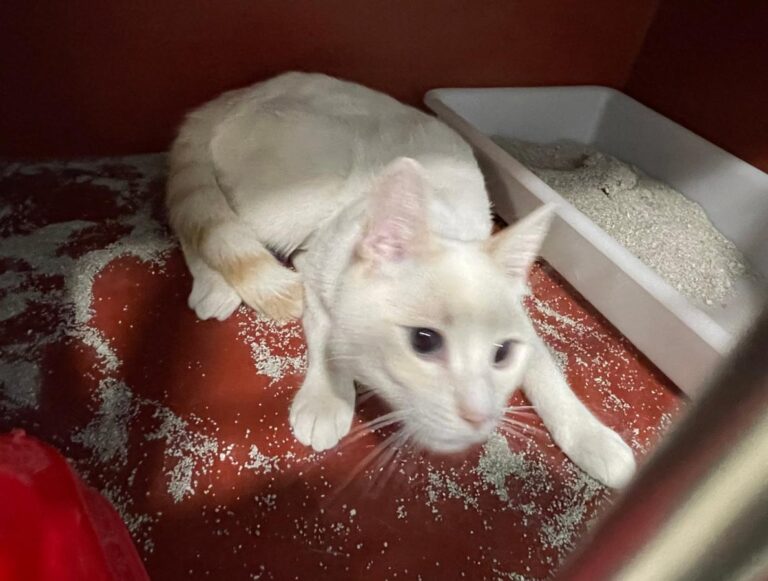 multimedia-foto72666-930-1