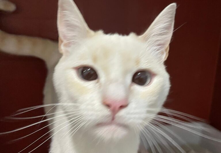 multimedia-foto72667-930-1