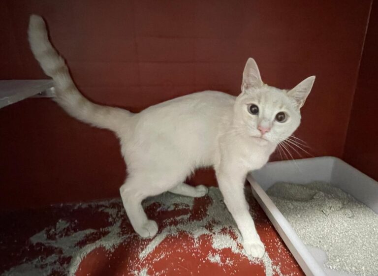 multimedia-foto72668-930-1