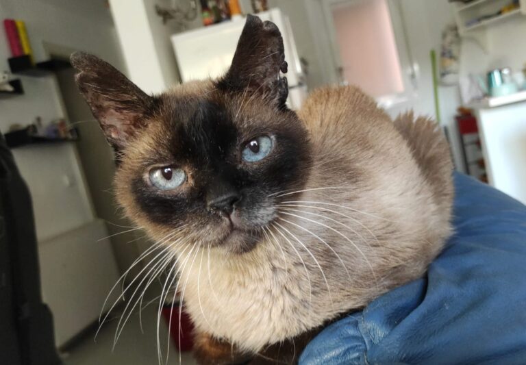 multimedia-foto72673-768-1