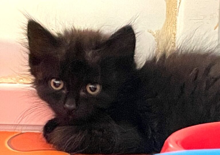 multimedia-foto72675-291-1