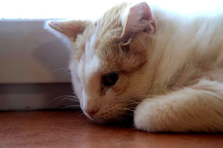 multimedia-foto72676-979-1