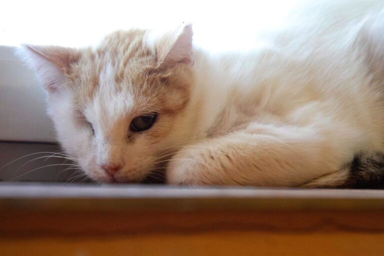 multimedia-foto72677-979-1