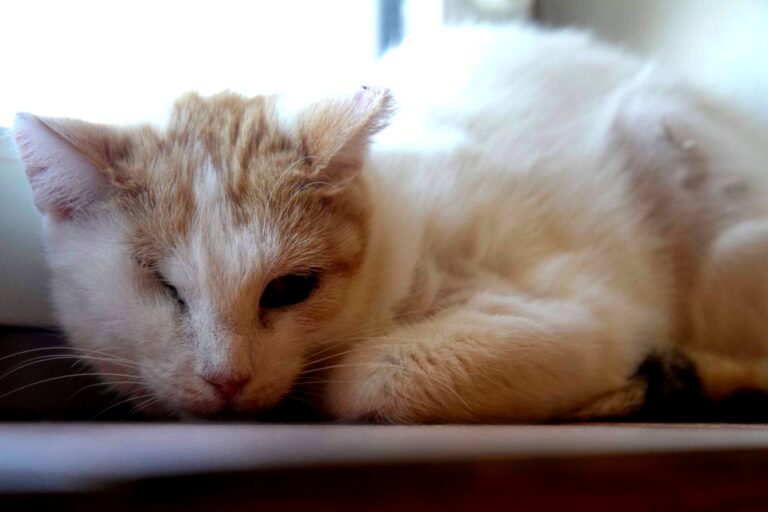 multimedia-foto72678-980-1